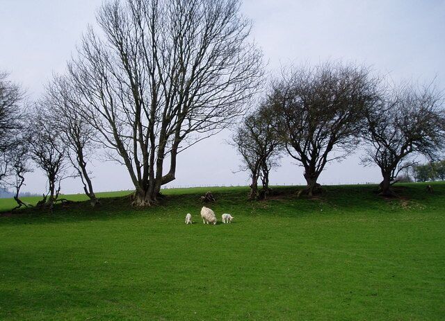 Old field boundary The hedgeline is still there, but there is no longer a hedge, just occasional trees.