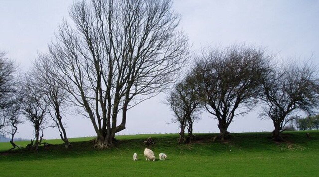 Old field boundary The hedgeline is still there, but there is no longer a hedge, just occasional trees.