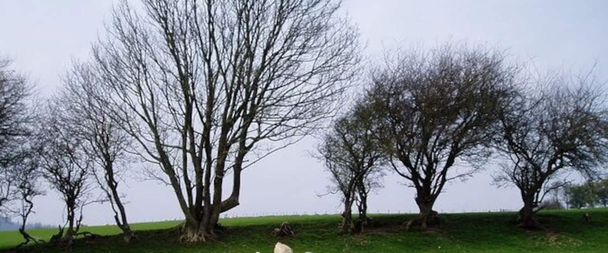 Old field boundary The hedgeline is still there, but there is no longer a hedge, just occasional trees.