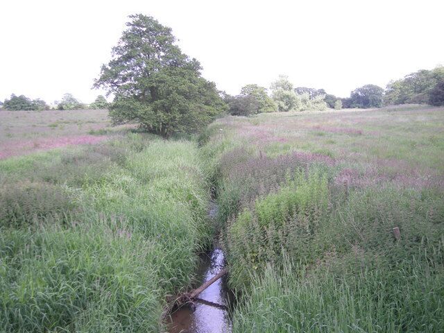 A narrow stream cutting through a grassy field with purple flowers and a large tree in the background.