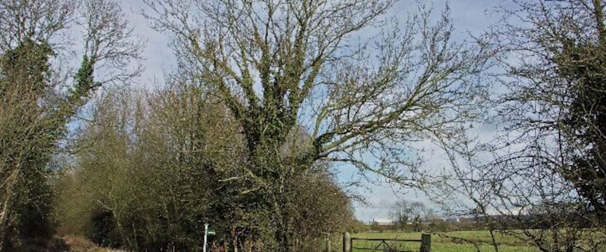 A rural path with puddles, trees, and a gate.