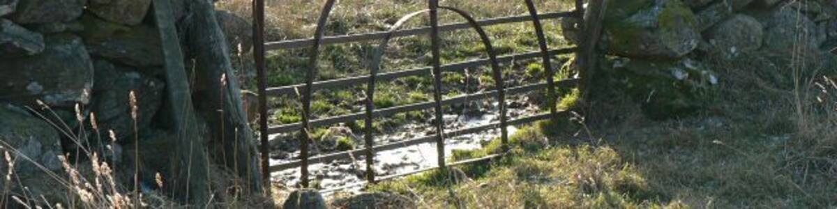 Iron field gate I liked this elegant gate into a field. Similar ones have been used all along the track NE of Dalnagairn. Like this one most of them have suffered damage over the years.