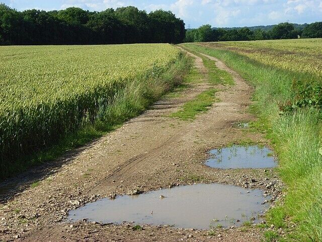 Track through wheat, Penton Mewsey The bridleway heading towards Nutbane Copse.