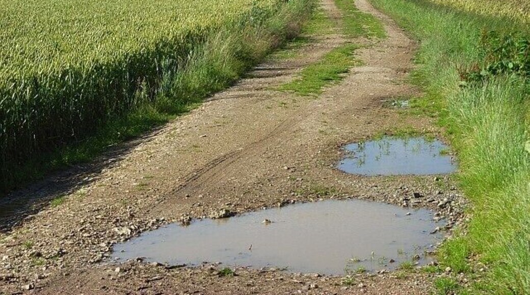 Track through wheat, Penton Mewsey The bridleway heading towards Nutbane Copse.
