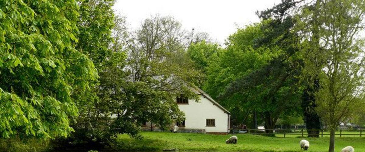 Penton Mewsey - Sheep By The Pond Sheep grazing in the middle of Penton Mewsey.