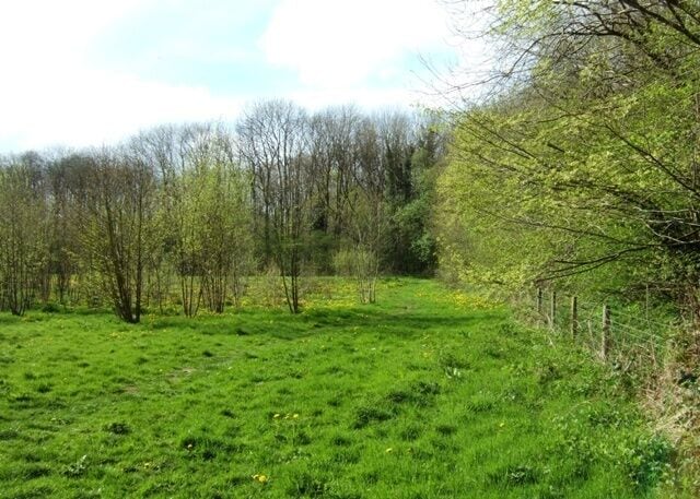 Loynton Moss A sunny clearing in the nature reserve.