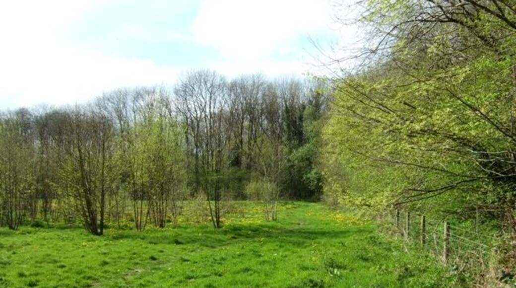 Loynton Moss A sunny clearing in the nature reserve.