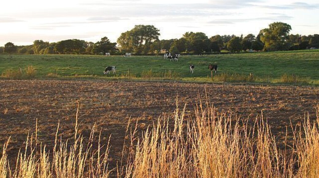 Grazing heifers, Norbury Dairy farming is a big land use here. The wetter climate and clay soils in that part of England centred on the Cheshire Plain favours grass growth and traditionally lessened the attraction for arable use. The Cheshire Plain connection with western Staffordshire has a more notorious effect. A northwesterly after a cold front can push showers through this gap between the Pennines and Welsh hills leading to heavy snowfalls in the normally sheltered Midlands - a familiar weather pattern when I lived in Staffordshire.