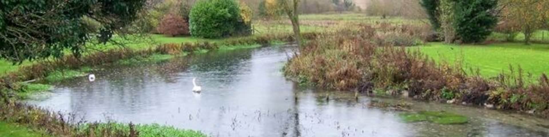 River Kennet near Mildenhall The swans on the river don't seem to notice the driving rain as they glide happily upstream.