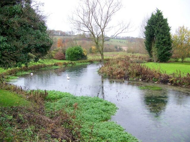 A calm river with a swan, surrounded by greenery and trees.