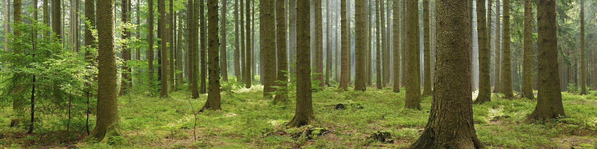 Ein dichter Wald mit hoch aufragenden Bäumen und einem mit grünem Moos und Farnen bedeckten Boden.