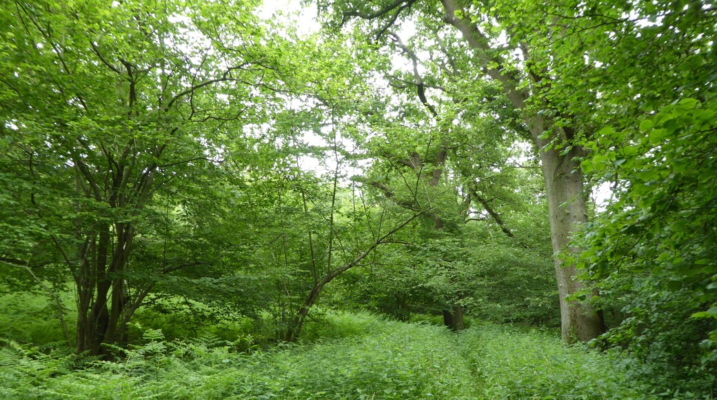 Swanton Novers Wood