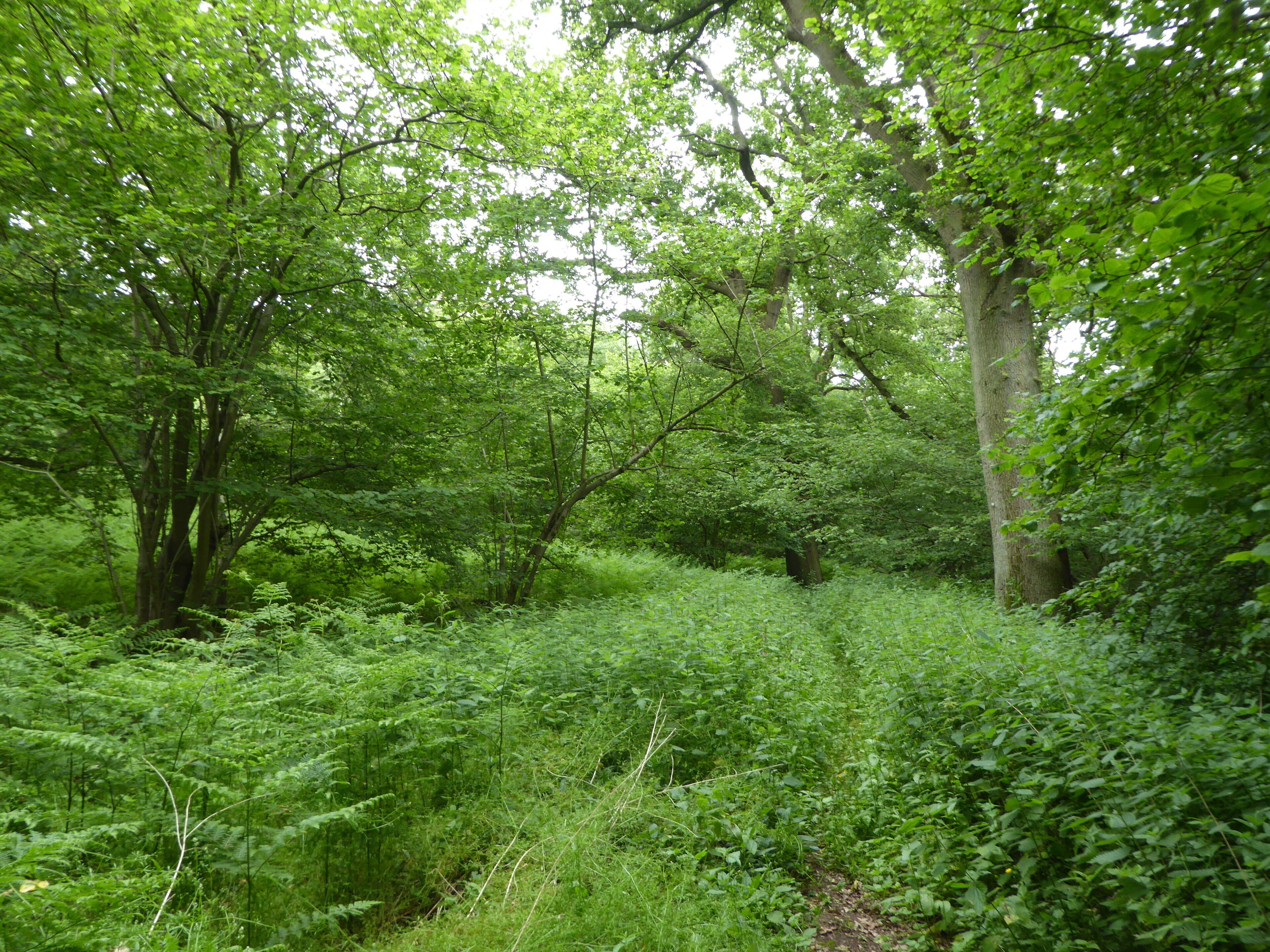 A dense forest with tall trees and thick underbrush.