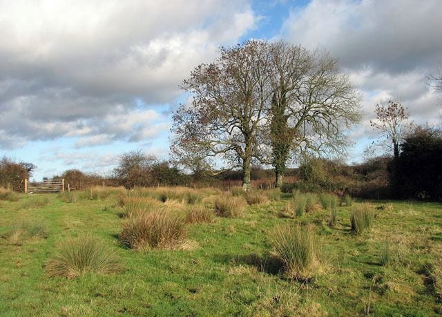 A damp corner This view shows the northeastern corner of a very large pasture which in mid-January is empty of livestock. A drain starts here and the ground is quite soggy.