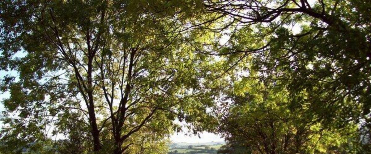 A rural road flanked by trees leading to a valley.