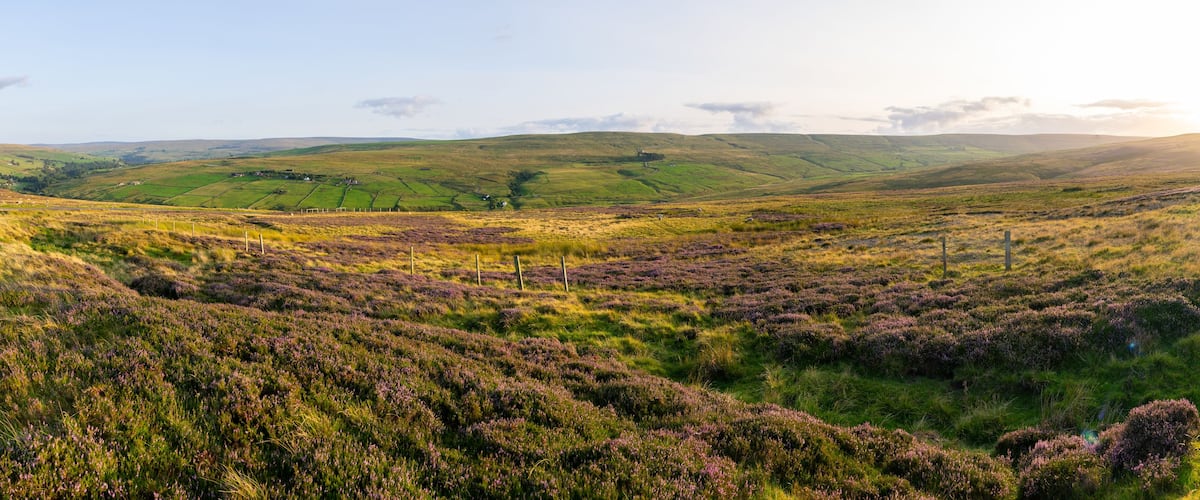 A rural landscape with rolling hills, a winding road, and purple heather fields.