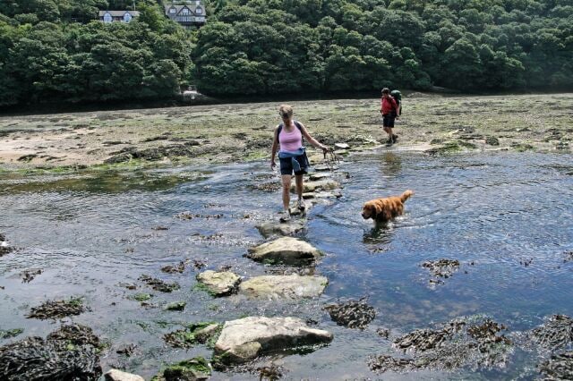 Stepping stones, St Anthony-in-Meneage, near to Flushing, Cornwall, Great Britain. Walkers on the Coastal Path taking a low tide short cut across Gillan Creek