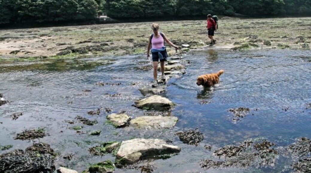 Stepping stones, St Anthony-in-Meneage, near to Flushing, Cornwall, Great Britain. Walkers on the Coastal Path taking a low tide short cut across Gillan Creek