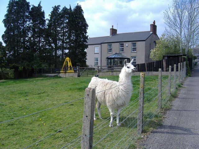 Brechfa Farm, Llanfrechfa An everyday farm sight, in these parts.....