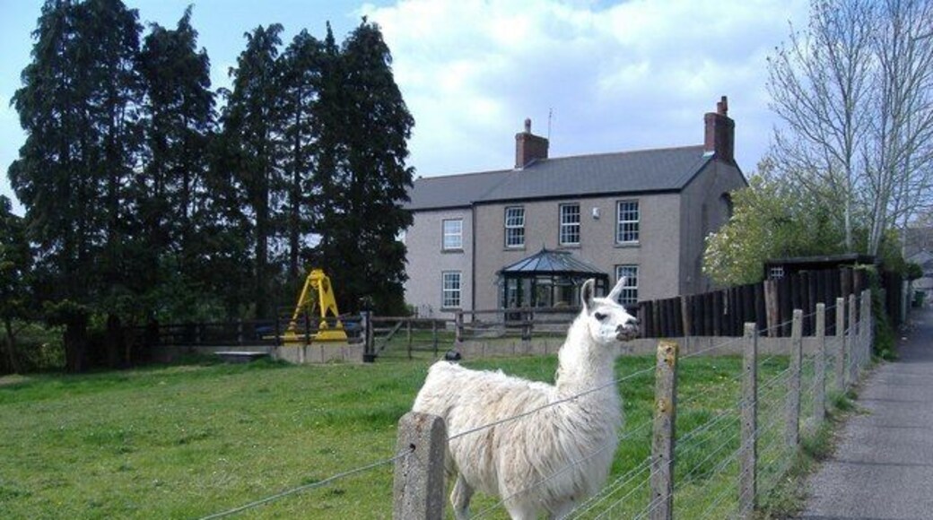 Brechfa Farm, Llanfrechfa An everyday farm sight, in these parts.....