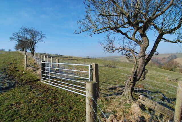 Gate, tree and fence