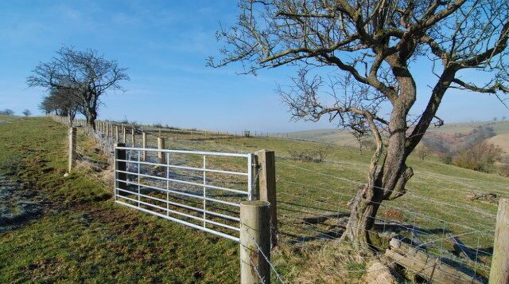 Gate, tree and fence