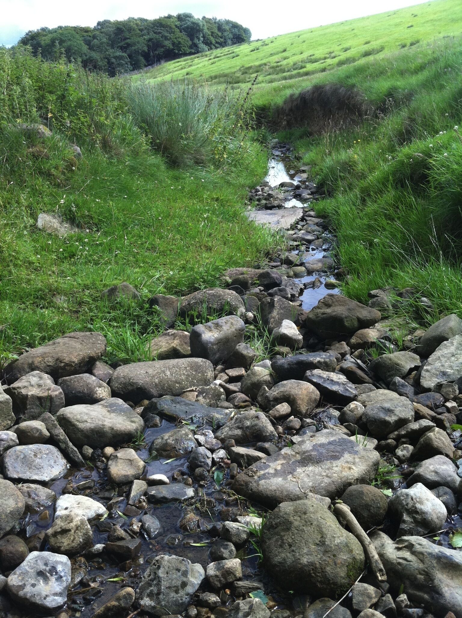 A rocky stream in a grassy field with a forest in the background.