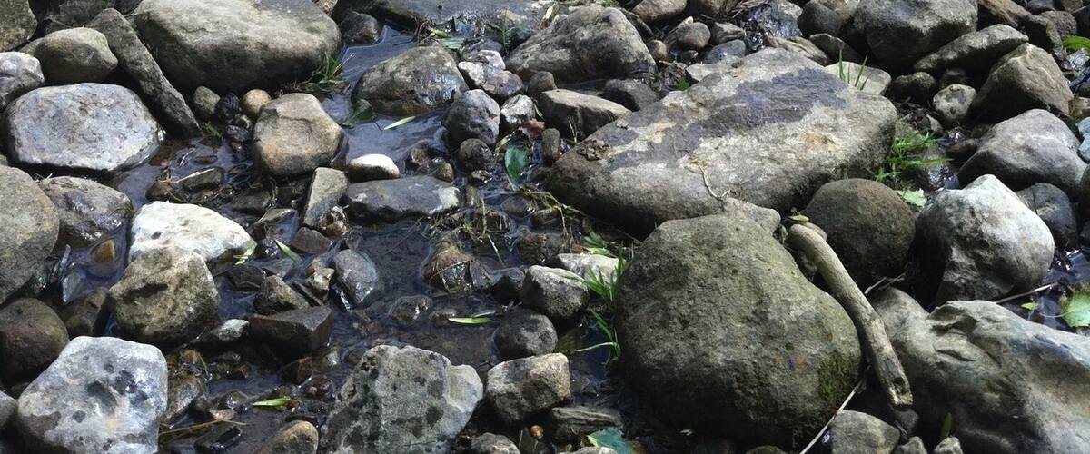 A rocky stream in a grassy field with a forest in the background.
