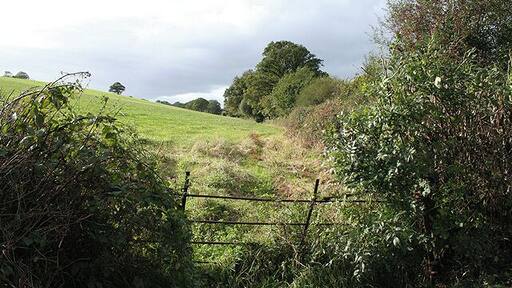 Kennerleigh: fence and hedge Looking west