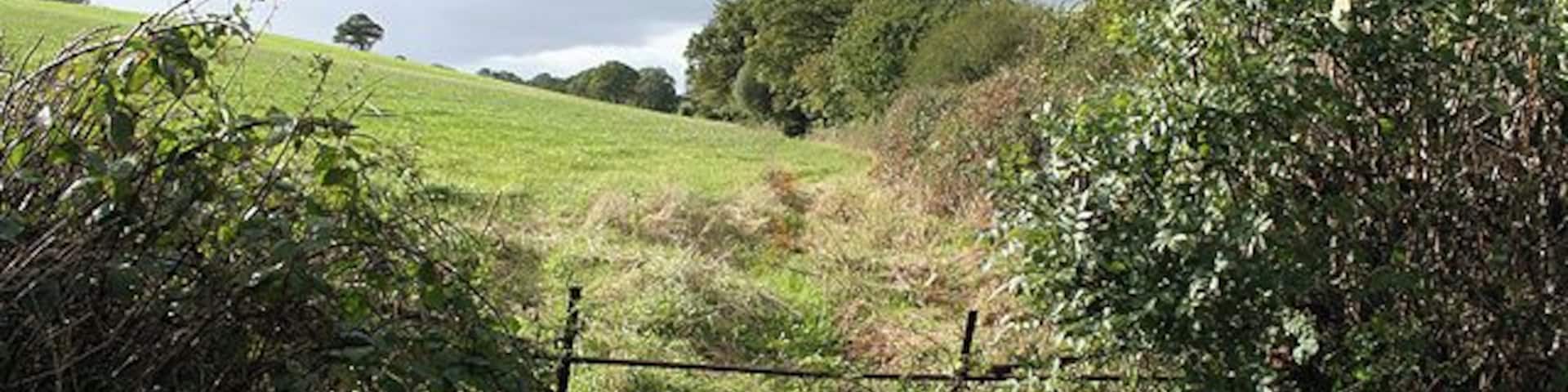 Kennerleigh: fence and hedge Looking west