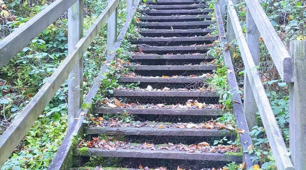 Stretching the legs today .."percys wood" ..a great local walk at the back of shobnall park