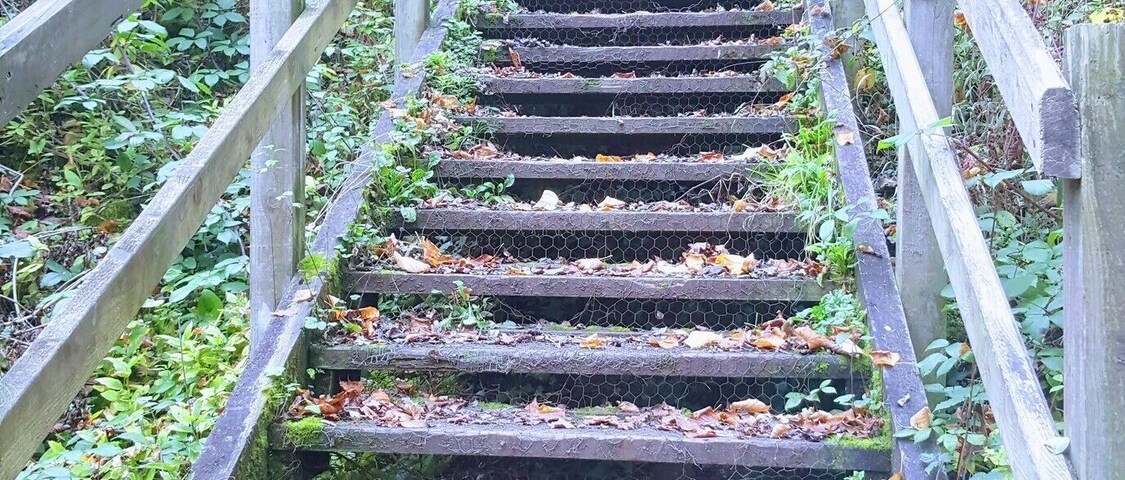 Stretching the legs today .."percys wood" ..a great local walk at the back of shobnall park