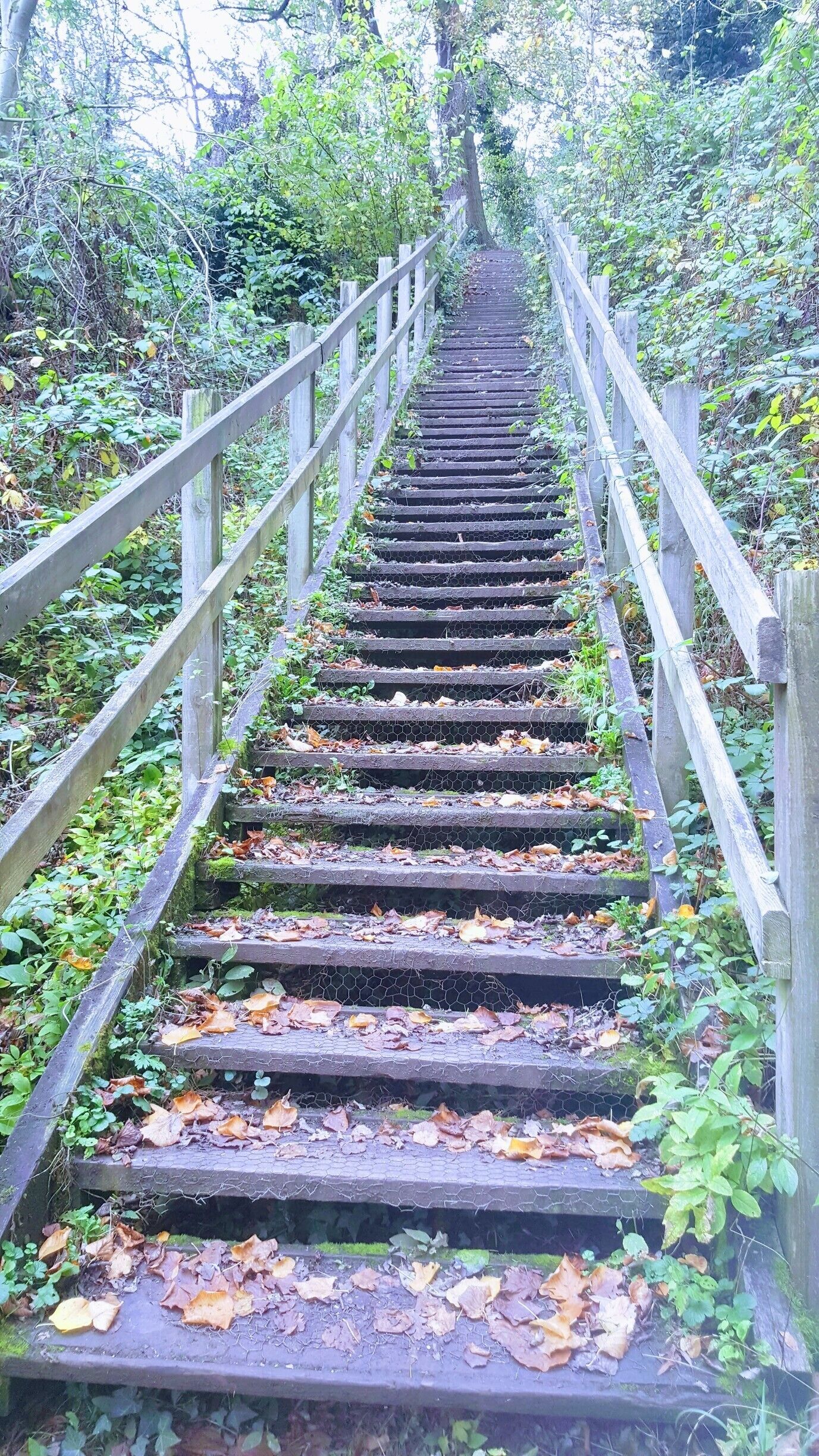 A wooden staircase surrounded by greenery.