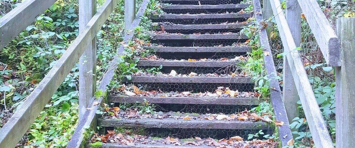 A wooden staircase surrounded by greenery.