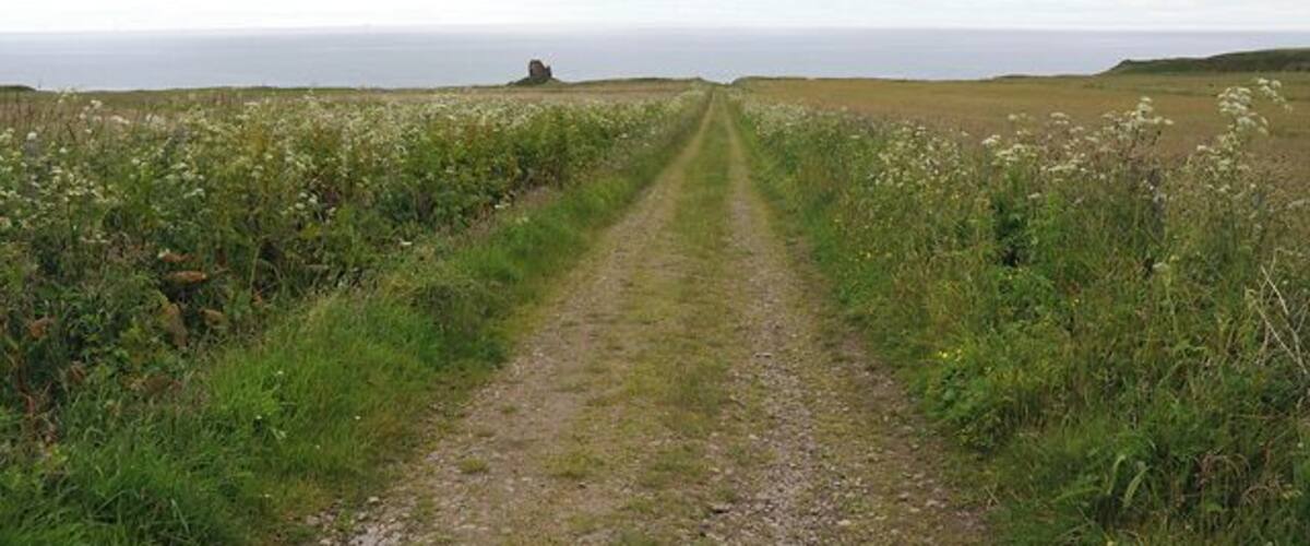 A gravel path leading through a field of wildflowers towards a distant hill.
