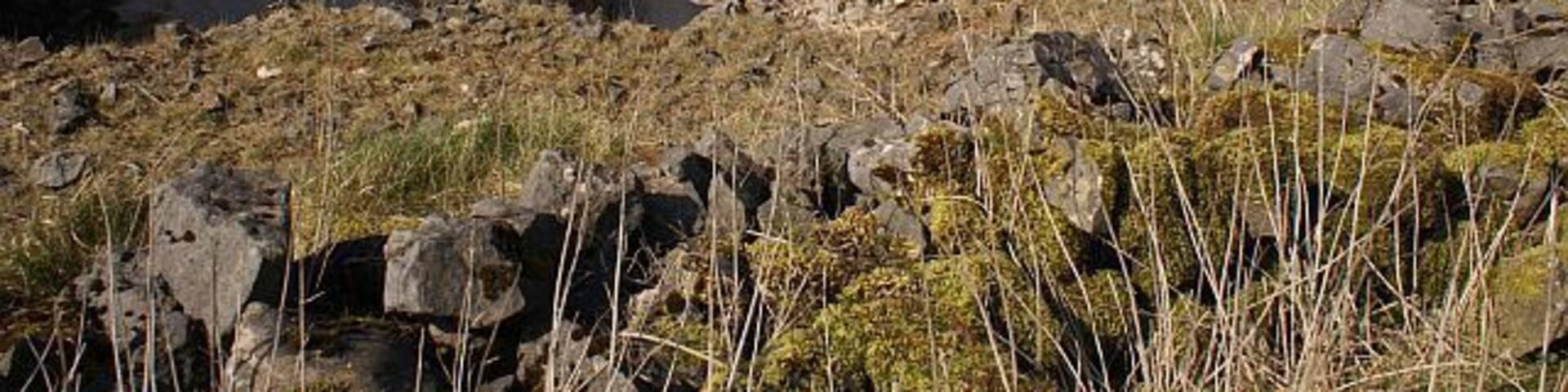 Southeastern edge of Wardlow Quarry This limestone quarry spans several squares. The larger,northern section of the quarry is hidden from view.