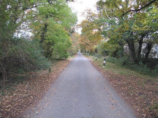 A narrow, leaf-covered road flanked by dense trees and bushes.