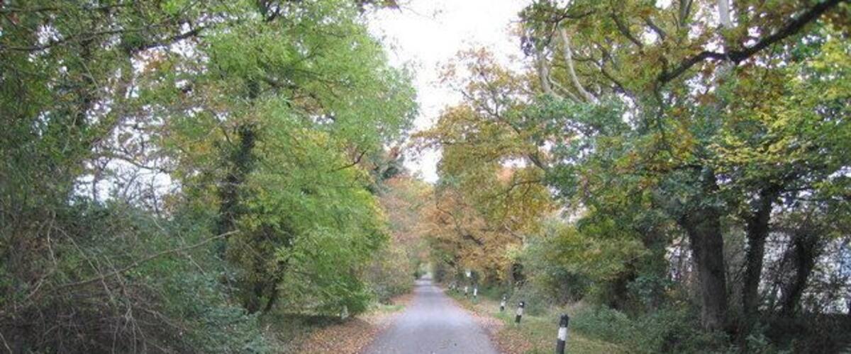 A narrow, leaf-covered road flanked by dense trees and bushes.