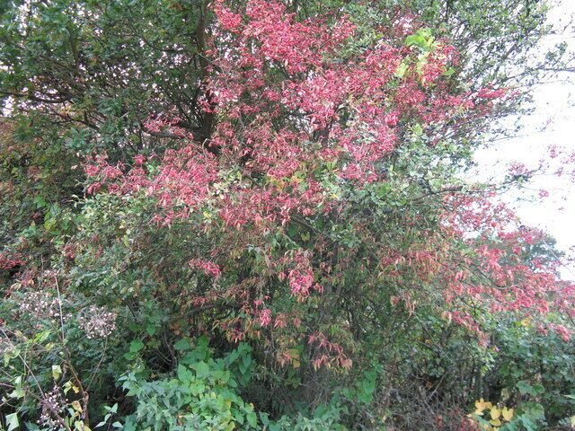 Mix of berries The black berries I believe to be Sloes but I'm unable to identify the reds