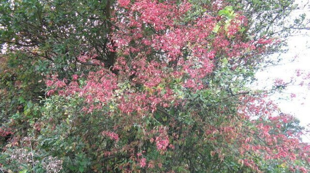 Mix of berries The black berries I believe to be Sloes but I'm unable to identify the reds