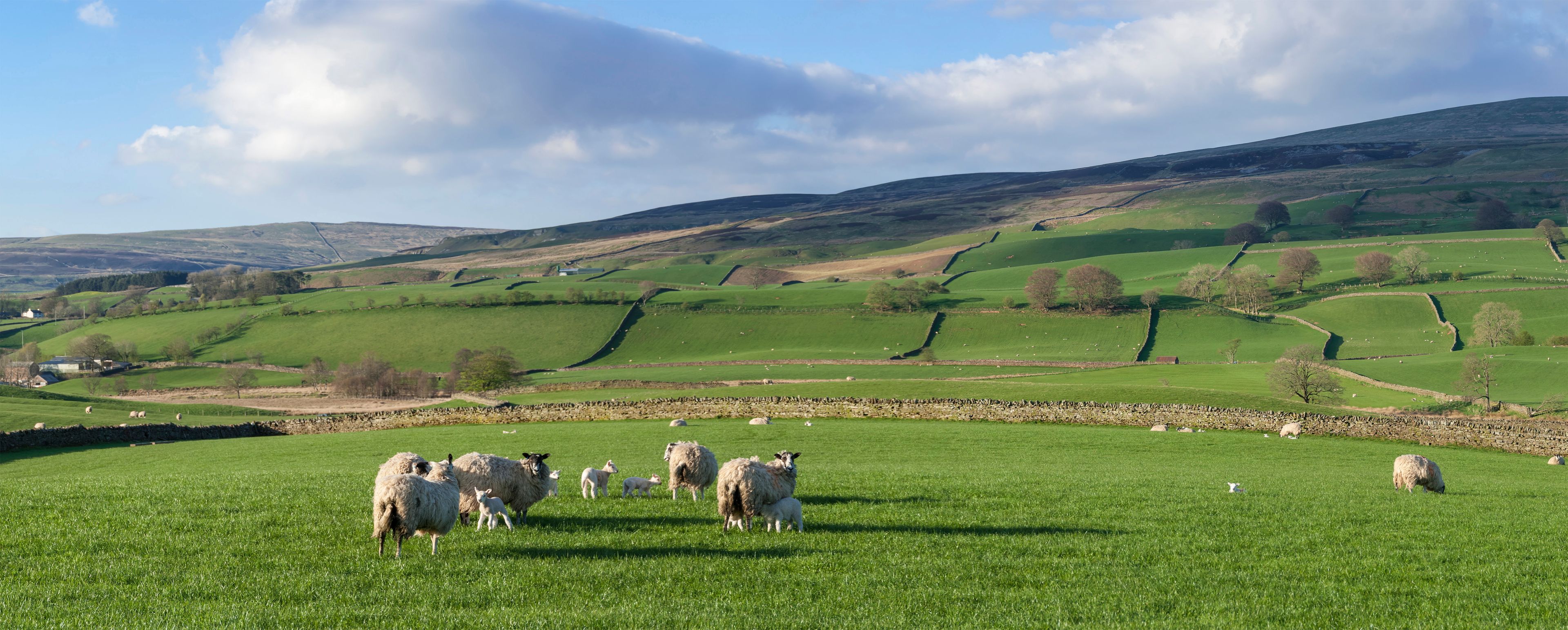 A green field with sheep, rolling hills, and a stone wall in the background.