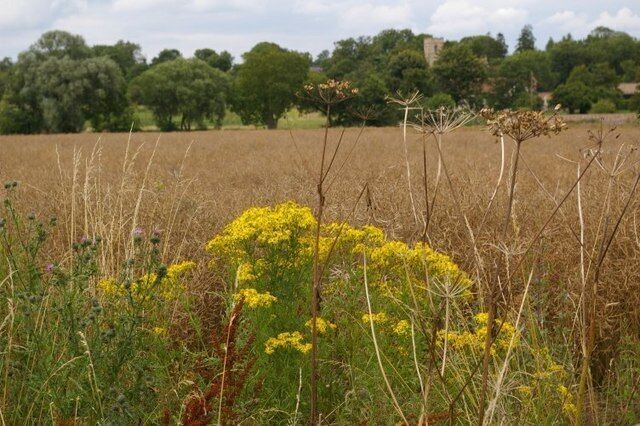 Close-up of yellow weed at edge of field