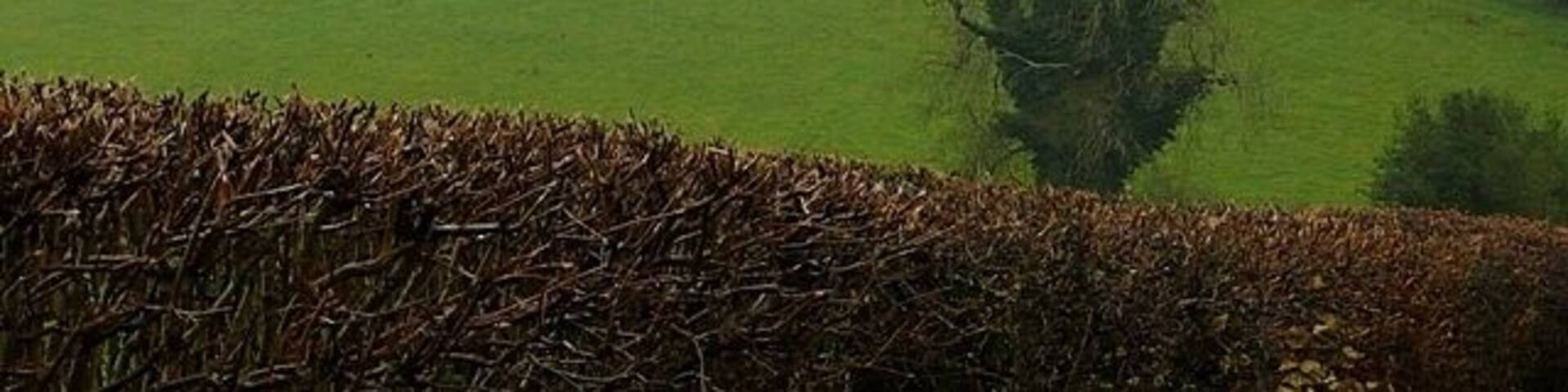 Rolling green hills, a hedge in the foreground, and scattered trees.