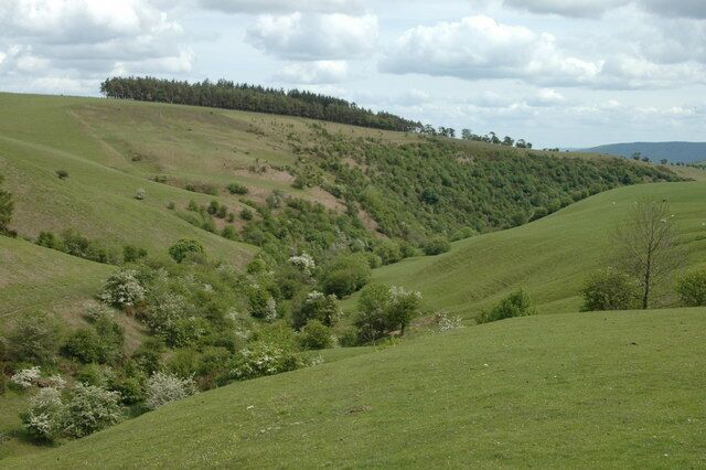 Rolling green hills with scattered trees and a forest in the distance.