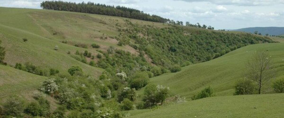 Rolling green hills with scattered trees and a forest in the distance.
