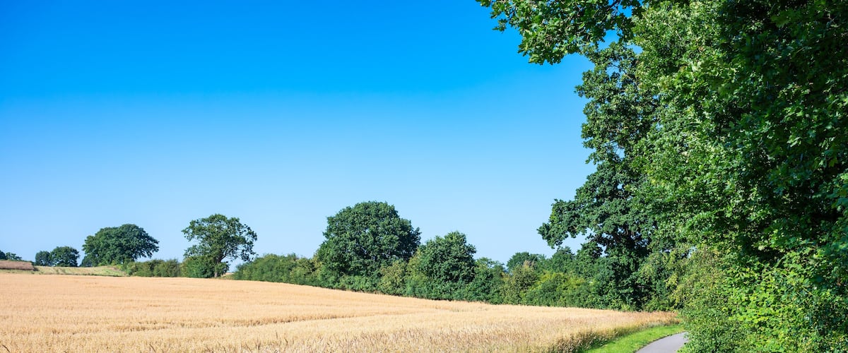 Country road through the golden wheat fields around Neustadt in Holstein, Germany