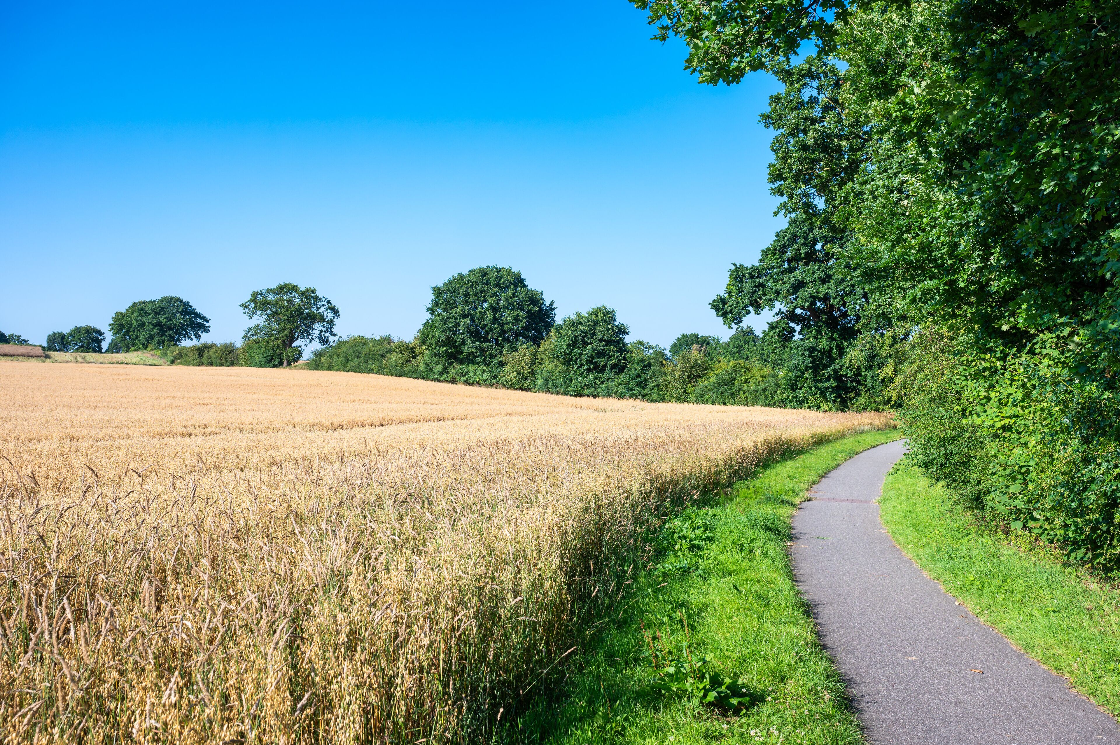 A rural landscape with a winding path through a field of golden wheat, surrounded by lush green trees and a clear blue sky.