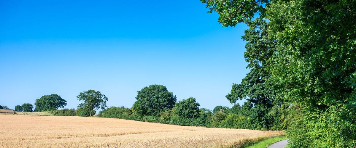 A rural landscape with a winding path through a field of golden wheat, surrounded by lush green trees and a clear blue sky.