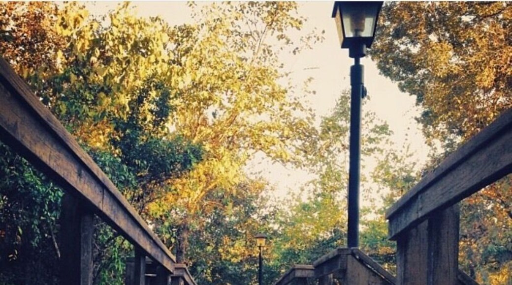 A beautiful boardwalk near the Cabins at Uchee Creek.