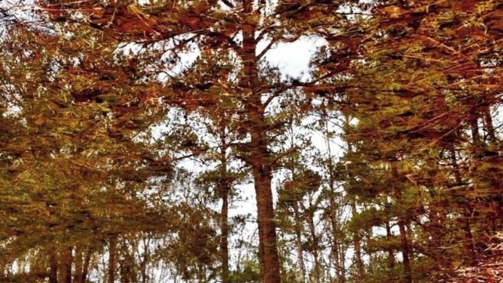Reflections, of a tree, in a puddle. Flip it upside down and you’ll see the puddle. 🥰😍